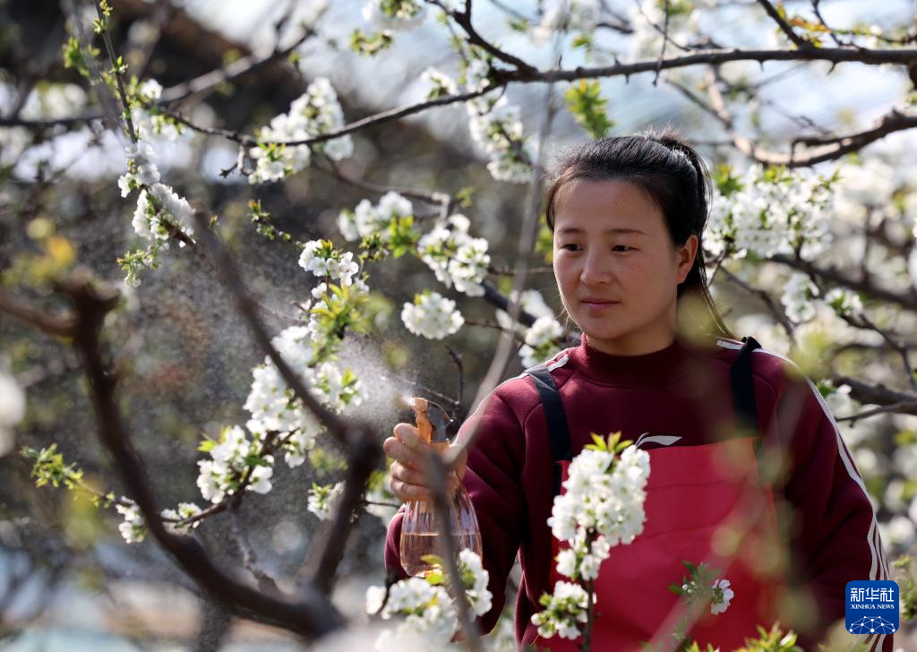 河北晋州：樱桃花开染春早