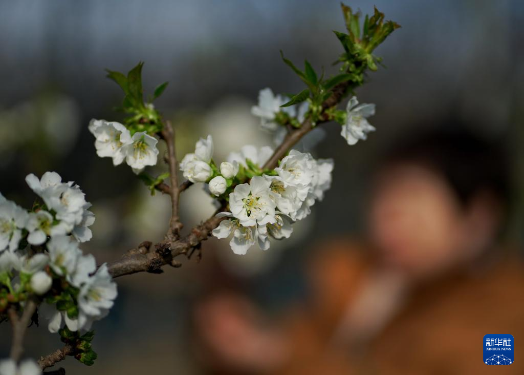 河北晋州：樱桃花开染春早