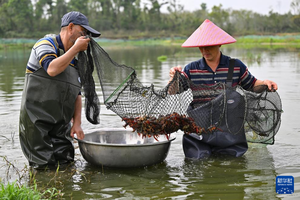 海南小龙虾“鲜”行上市