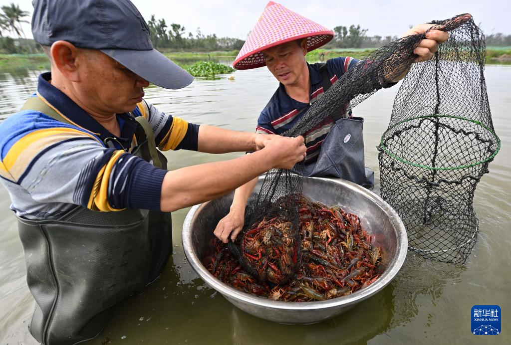 海南小龙虾“鲜”行上市