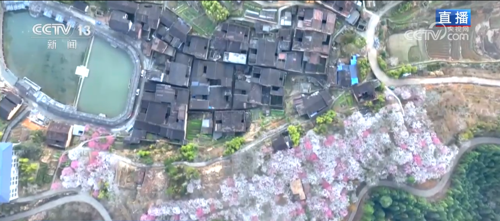 三月春暖 花开烂漫 漫卷春色在神州大地渐次铺展