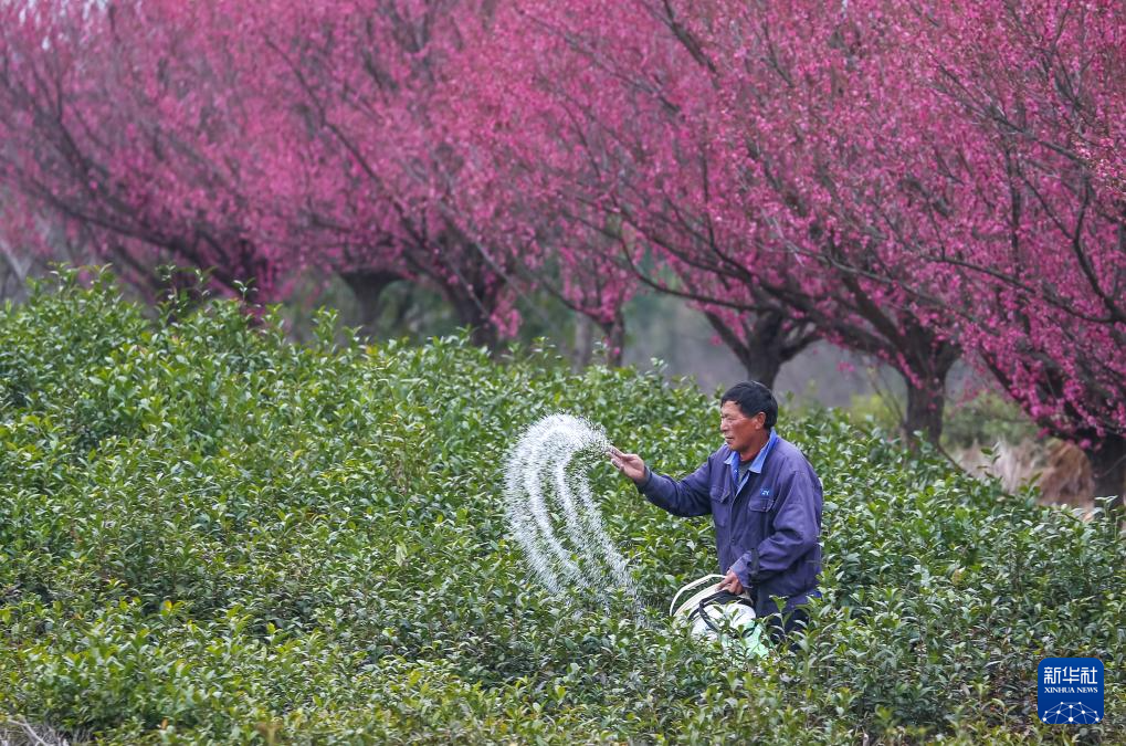 惊蛰时节 田园劳作