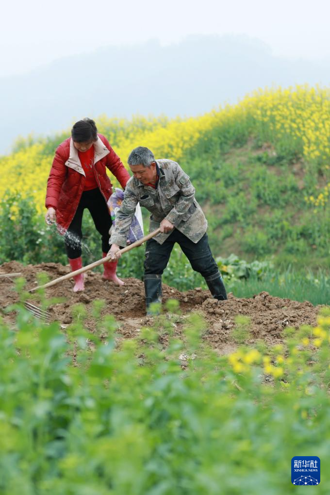 惊蛰时节 田园劳作