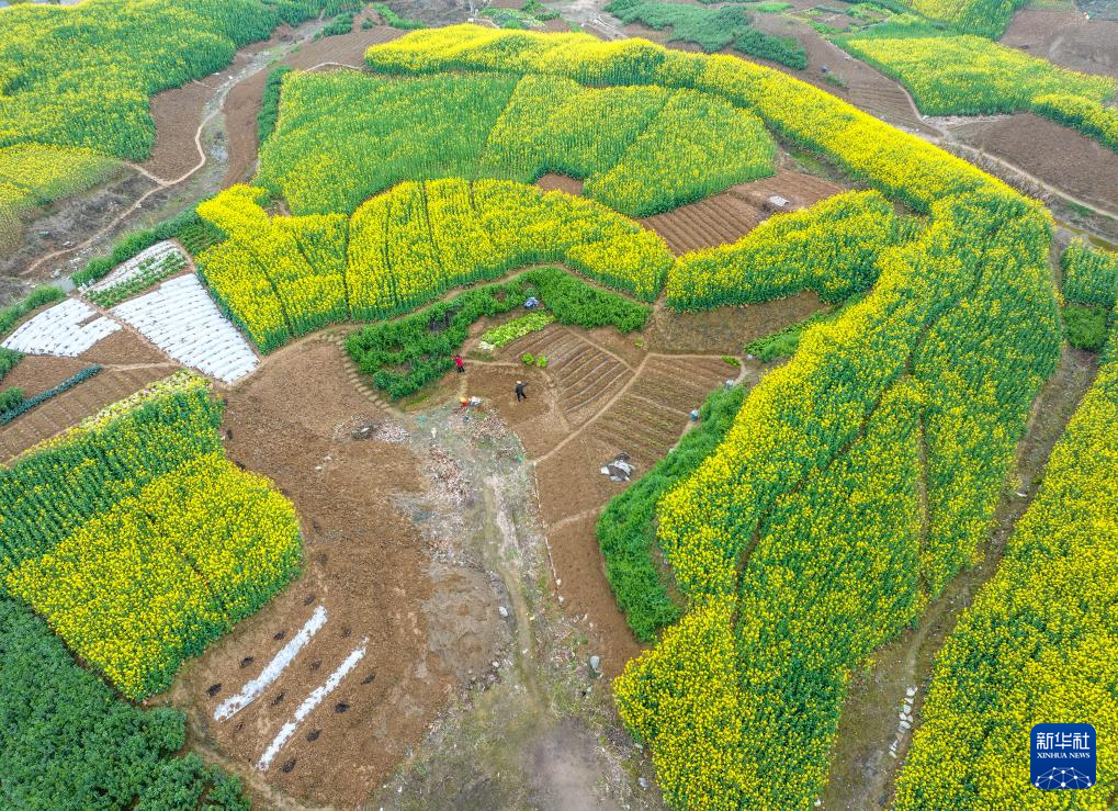 惊蛰时节 田园劳作