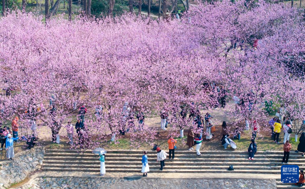 踏青赏花享春光