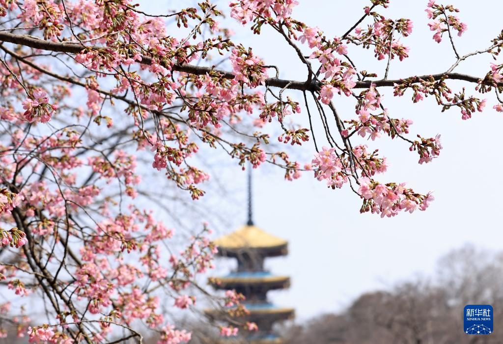 踏青赏花享春光