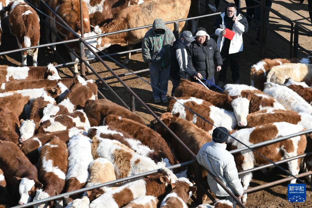 内蒙古通辽：早春牛市交易忙