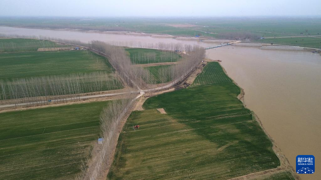 山东菏泽:黄河两岸麦田青