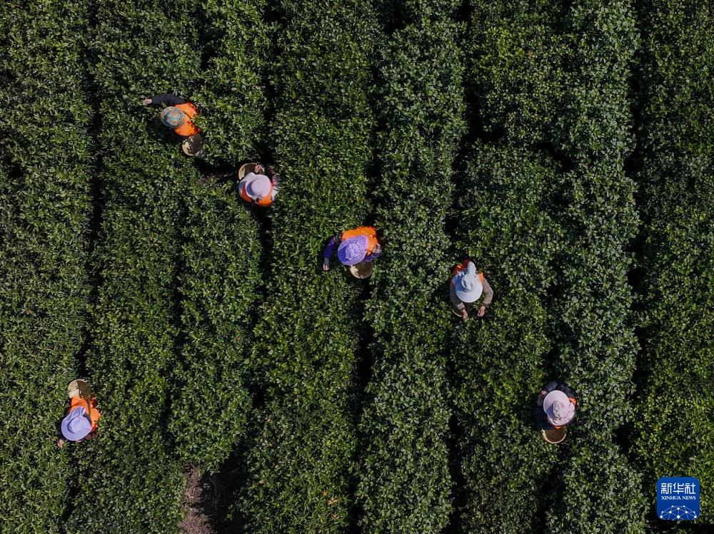 苏州洞庭山：碧螺春茶迎来采摘期