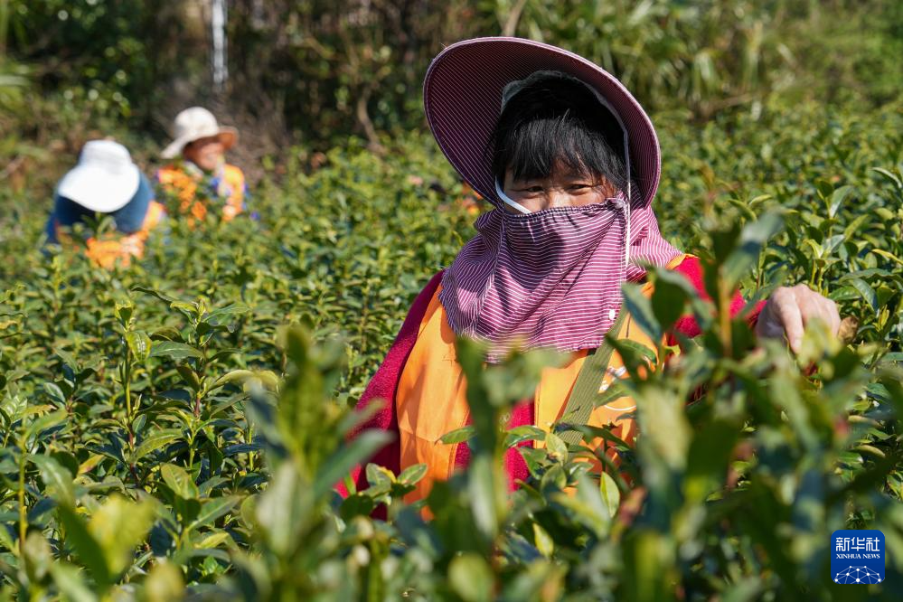 苏州洞庭山：碧螺春茶迎来采摘期