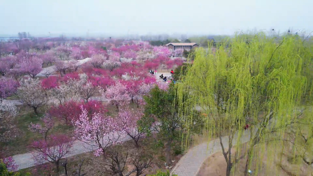 “颜值”变“产值” “赏花+”催动文旅消费活力