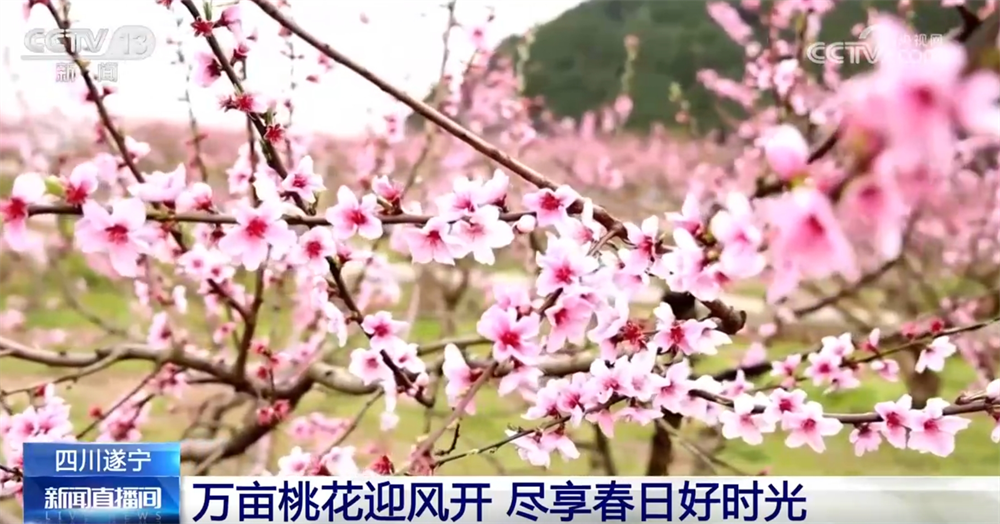 “花样经济”带动乡村旅游全产业链发展 春日文旅市场勾勒“好花常开”画卷