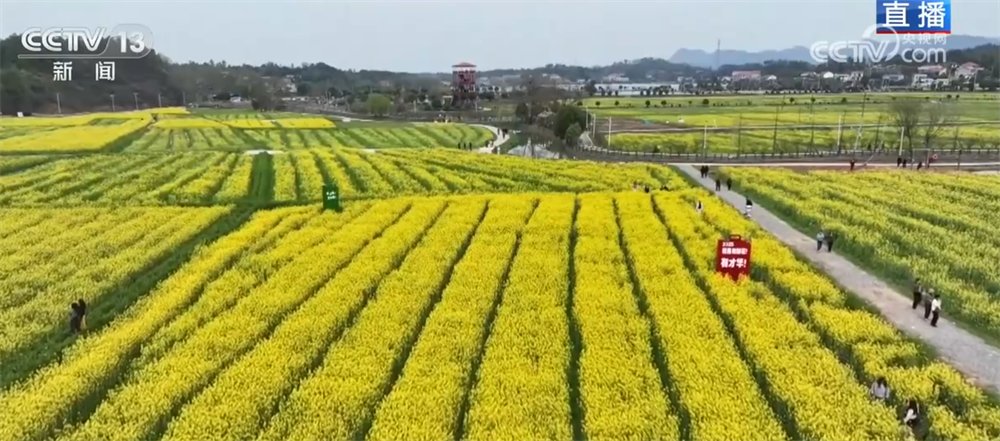 繁花竞放催热“春日经济” 多地围绕“春景产业”深耕文旅市场