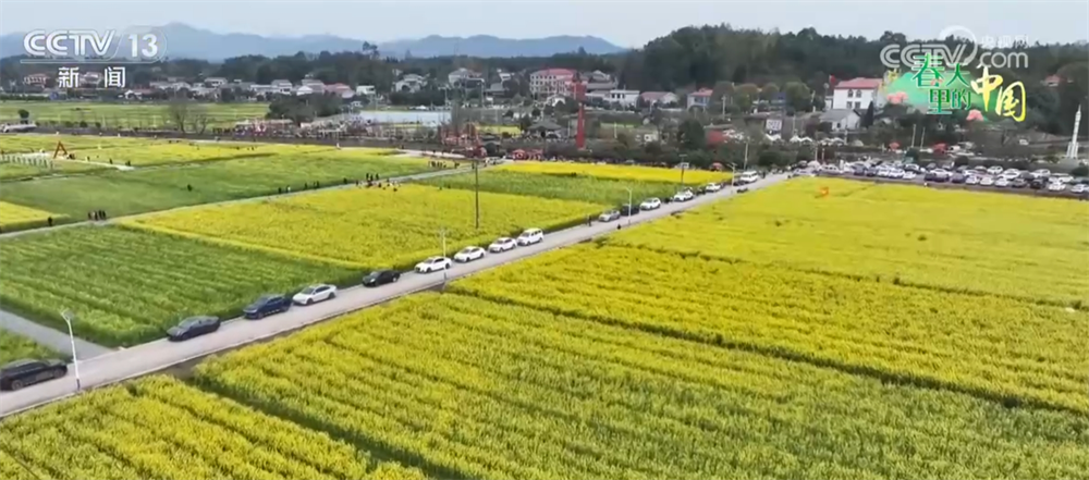 繁花竞放催热“春日经济” 多地围绕“春景产业”深耕文旅市场