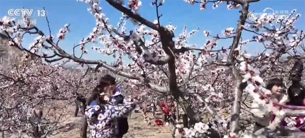 繁花竞放催热“春日经济” 多地围绕“春景产业”深耕文旅市场