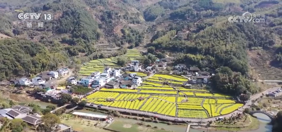 种田就是种风景 看各地如何抢抓“赏花经济”流量红利