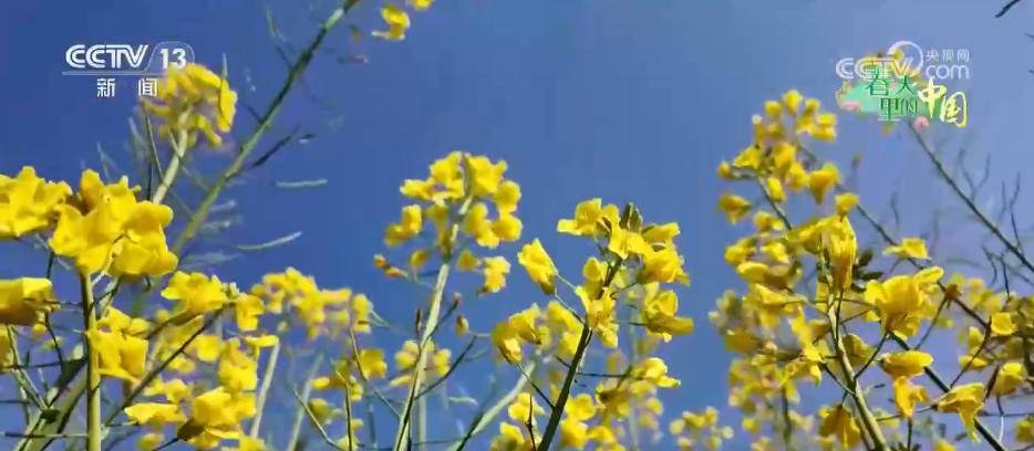 种田就是种风景 看各地如何抢抓“赏花经济”流量红利