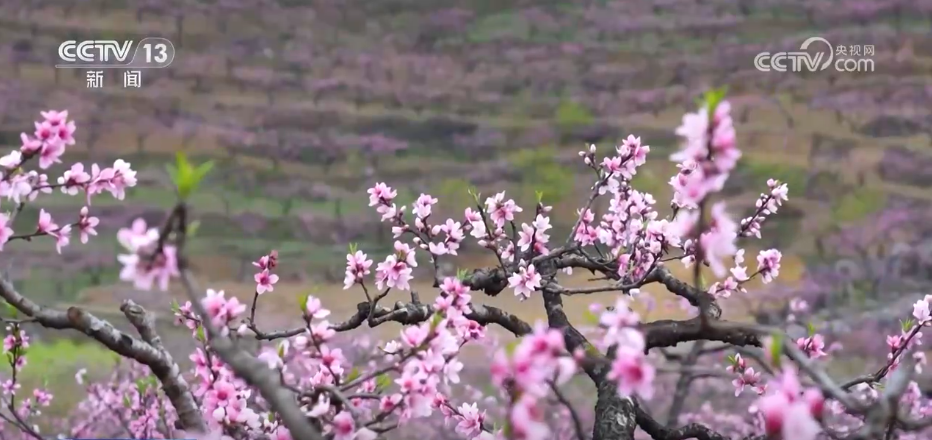 种田就是种风景 看各地如何抢抓“赏花经济”流量红利