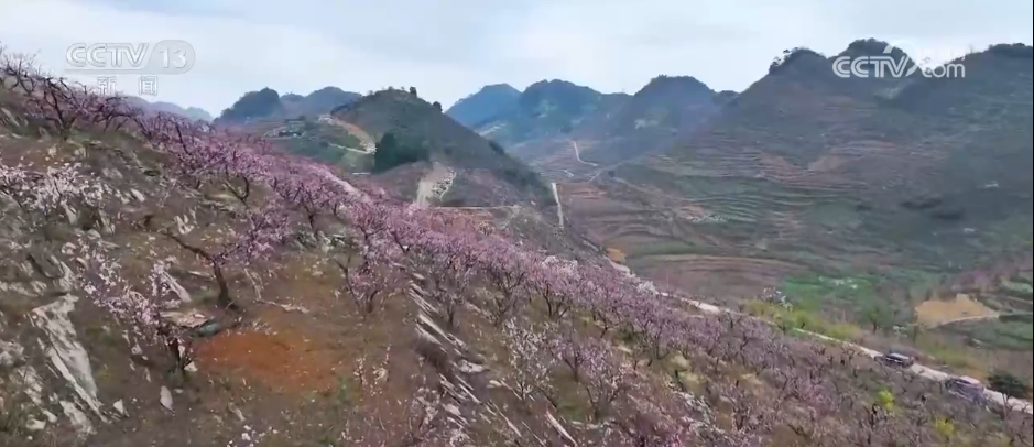 种田就是种风景 看各地如何抢抓“赏花经济”流量红利