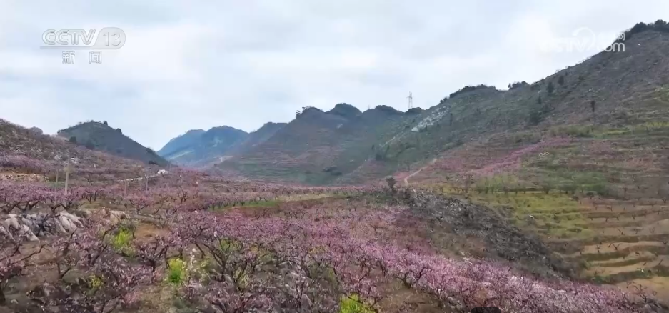 种田就是种风景 看各地如何抢抓“赏花经济”流量红利