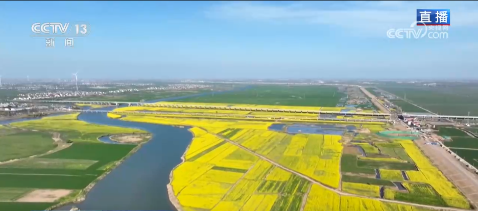 种田就是种风景 看各地如何抢抓“赏花经济”流量红利