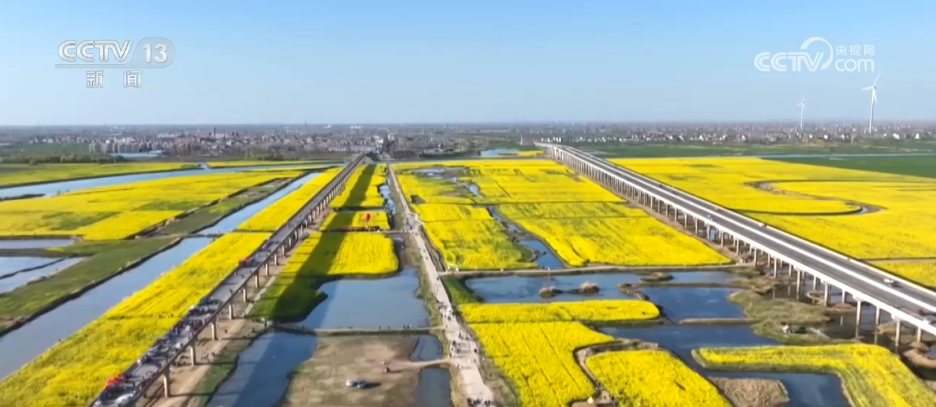 种田就是种风景 看各地如何抢抓“赏花经济”流量红利