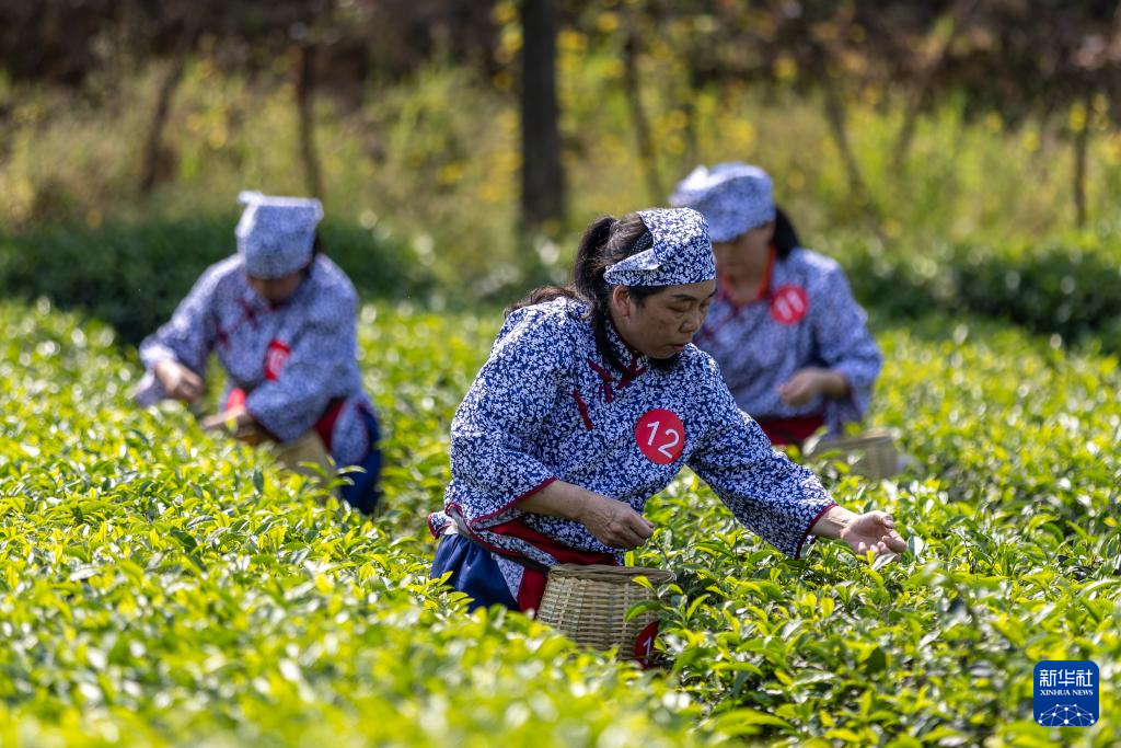 2025年“永川秀芽”杯川渝合作泸永江产业带采茶大赛举行