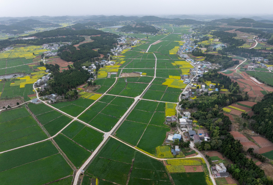 五个关键词看夏季粮油丰收基础稳