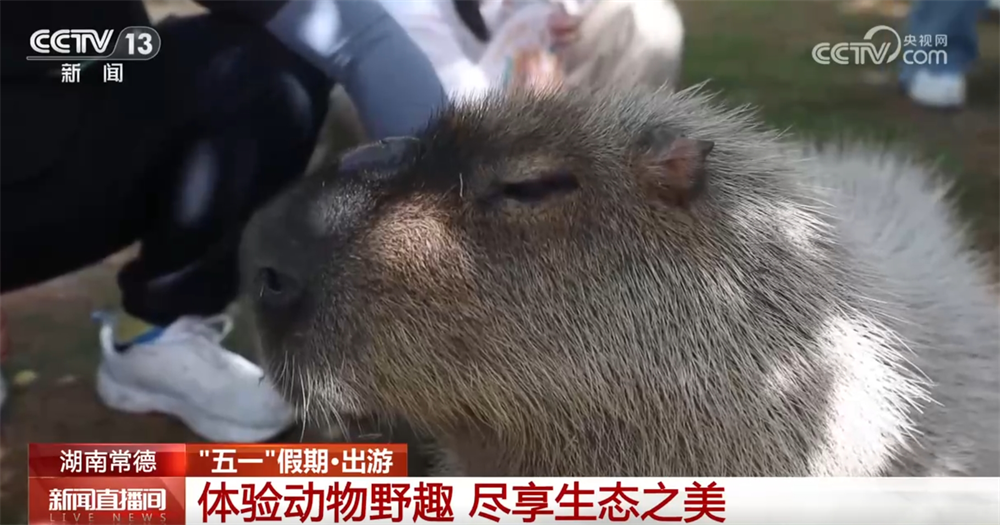 “生态游”“乡村游”“研学游”……文旅市场“百花齐放” 开启沉浸式新体验