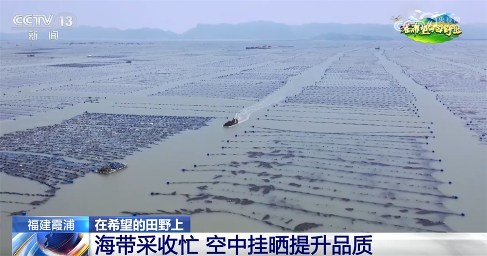 “海上田园”一派好“丰”光 特色产业“带”领群众走上增收路