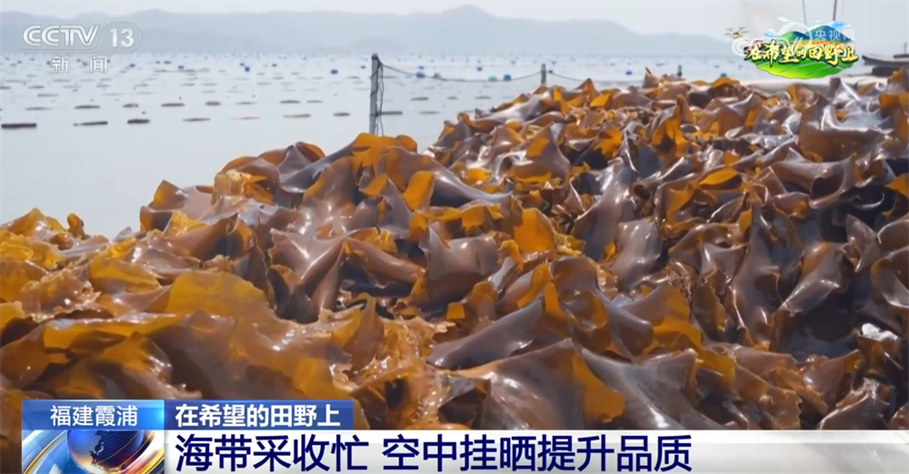 “海上田园”一派好“丰”光 特色产业“带”领群众走上增收路