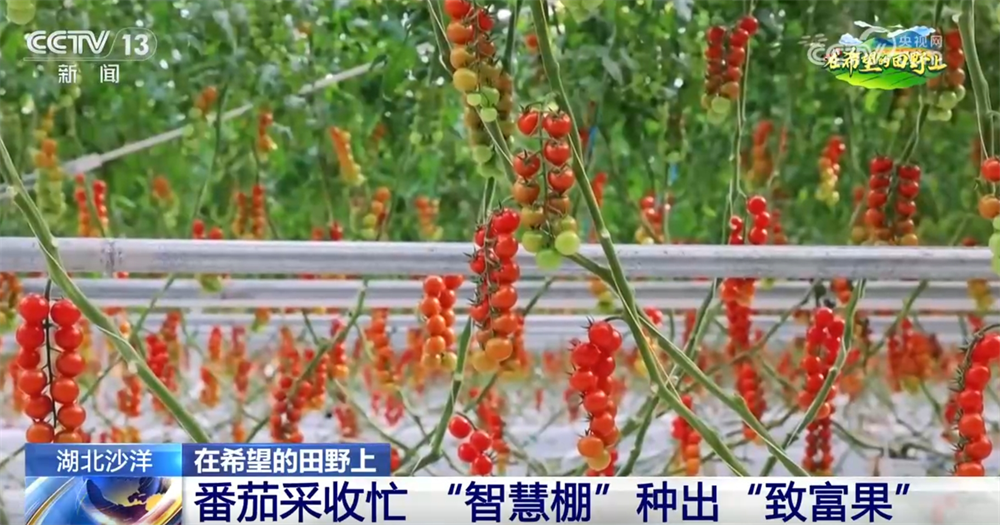 良种、良法、良机护航夏粮丰收 居民“菜篮子”“果盘子”满满“科技范儿”