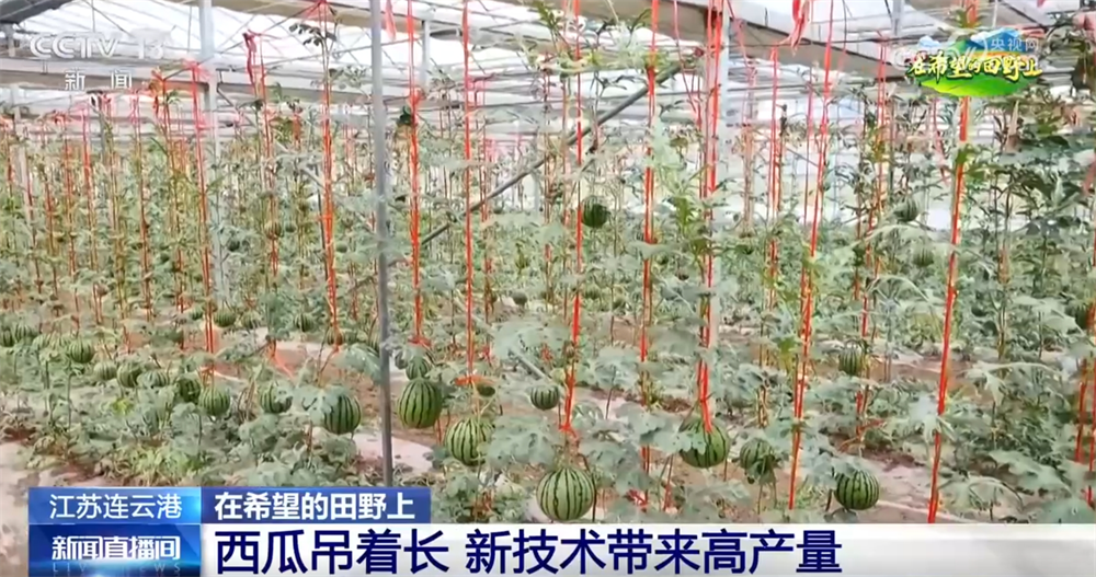 良种、良法、良机护航夏粮丰收 居民“菜篮子”“果盘子”满满“科技范儿”