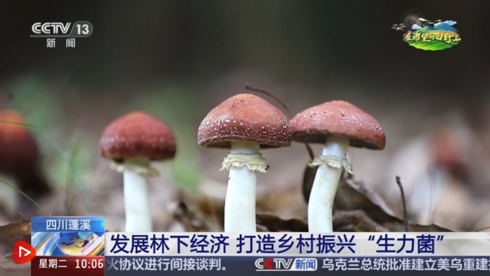 “致富林”“黄金果”“生力菌” ……特色产业赋能乡村振兴 鼓足村民“钱袋子”
