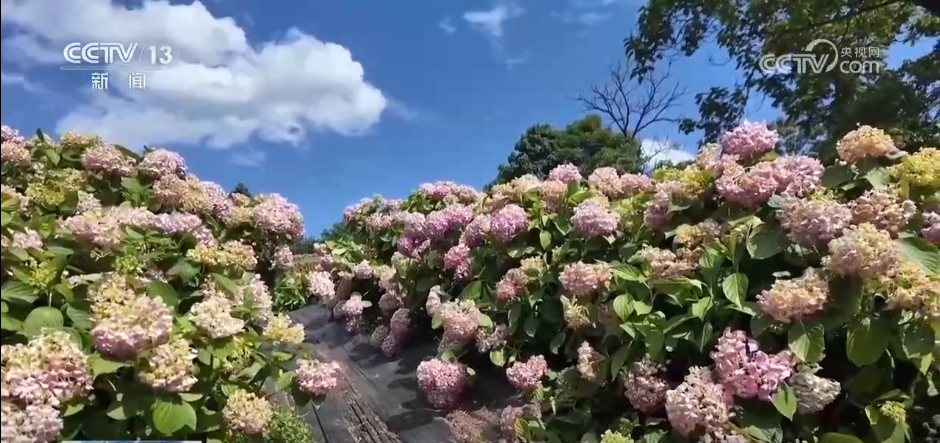 鲜花颜值变为经济产值 “农文旅+智慧农业”奏响乡村振兴“奋进曲”