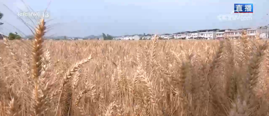 科技助力“三夏”开启“加速度” 广袤田野唱响丰收赞歌