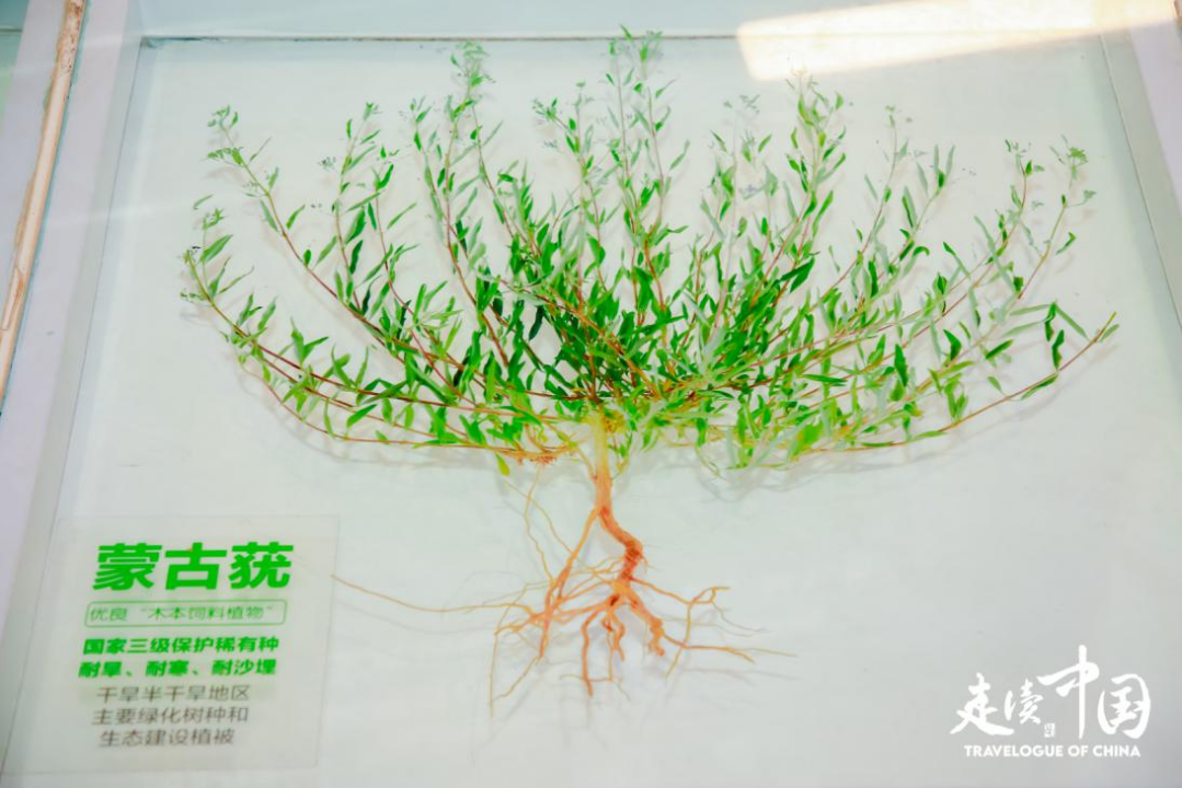 “走读中国” 内蒙古行：触摸高质量发展的强劲脉搏