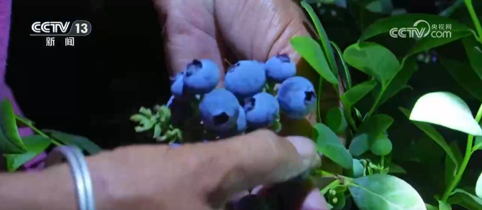 特色产业成为村民增收致富“良方” 小“莓”好串起乡村致富链