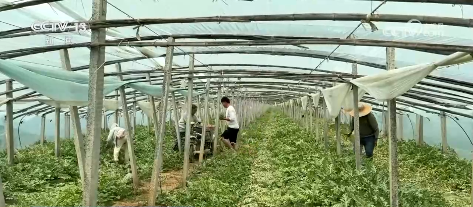 特色产业成为村民增收致富“良方” 小“莓”好串起乡村致富链