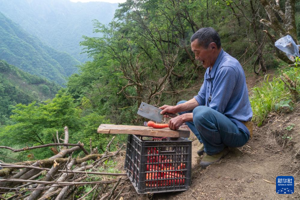 图片故事丨他们扎根深山 只为守护川金丝猴的家园