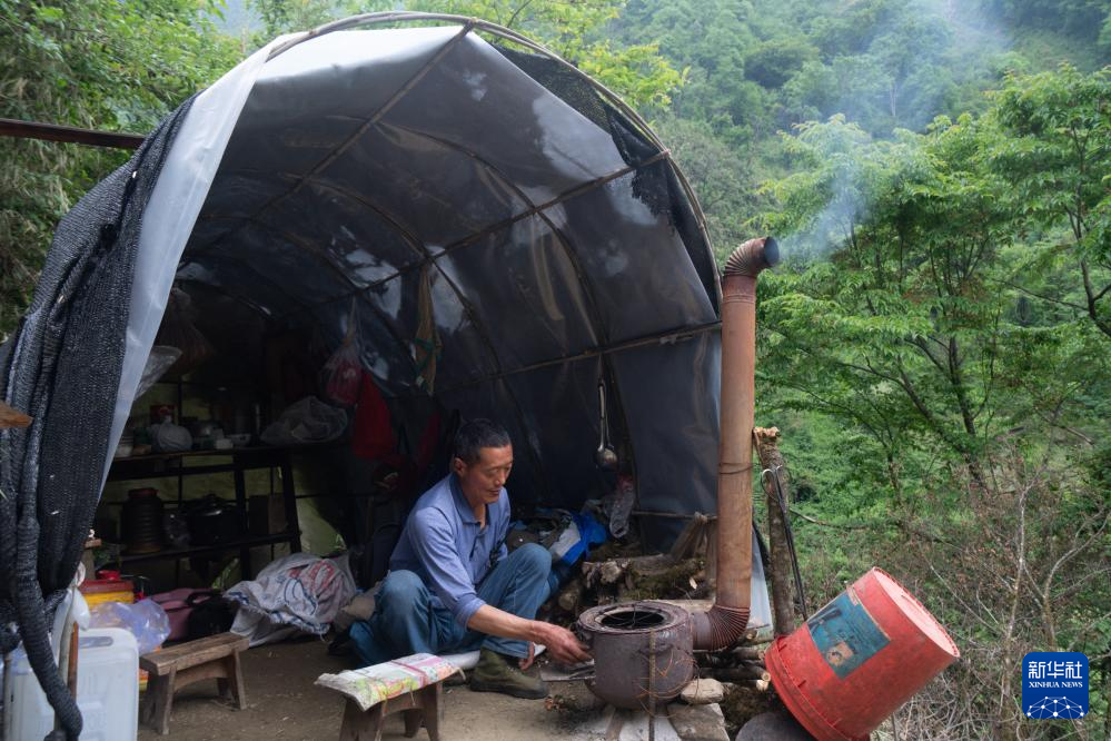 图片故事丨他们扎根深山 只为守护川金丝猴的家园