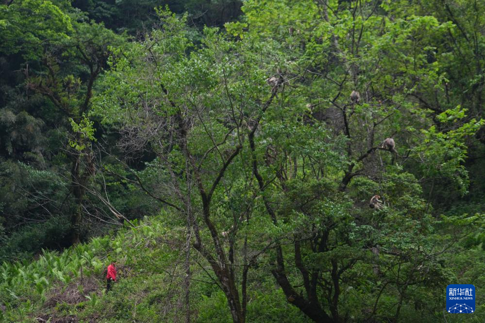 图片故事丨他们扎根深山 只为守护川金丝猴的家园