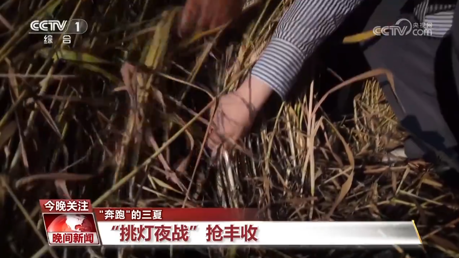 “奔跑”的三夏 | 降雨天气对夏收有何影响？该如何防范？一文了解