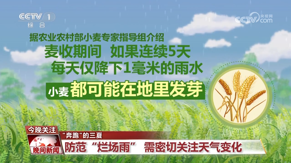 “奔跑”的三夏 | 降雨天气对夏收有何影响？该如何防范？一文了解