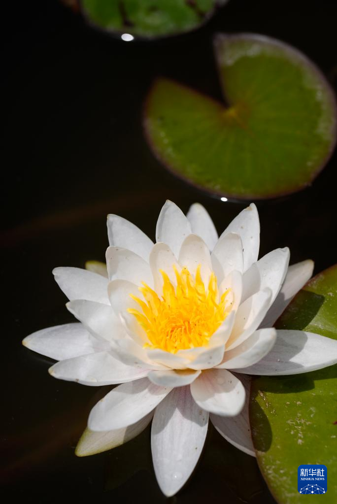夏日睡莲 竞相开放