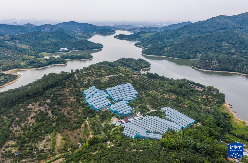 浙江慈溪：杨梅之乡开启丰收季
