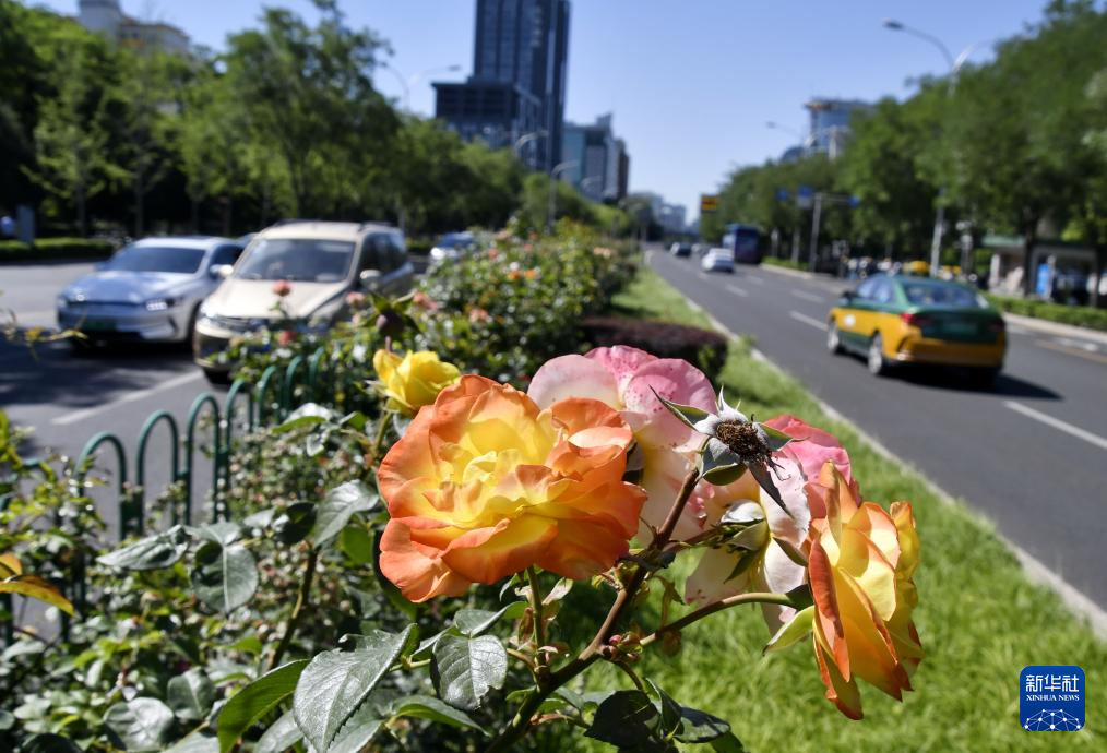 月季花扮靓北京道路