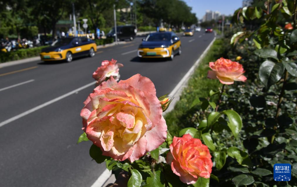 月季花扮靓北京道路