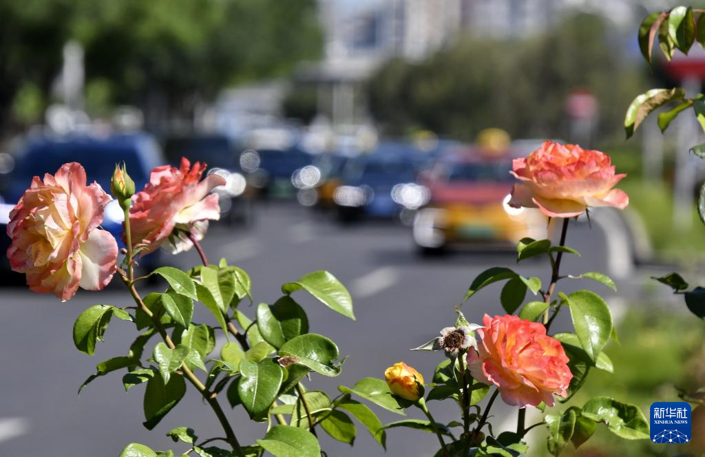月季花扮靓北京道路