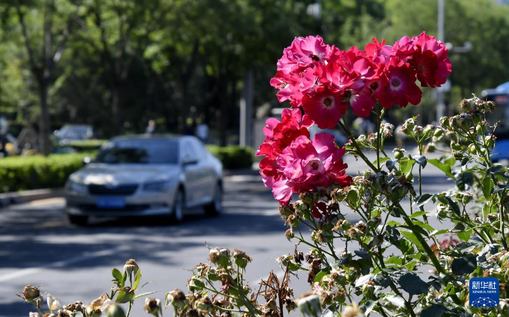 月季花扮靓北京道路